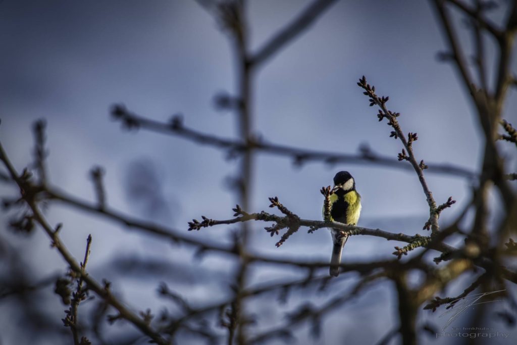 A Big Tit sitting on a branch