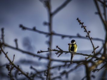 A Big Tit sitting on a branch