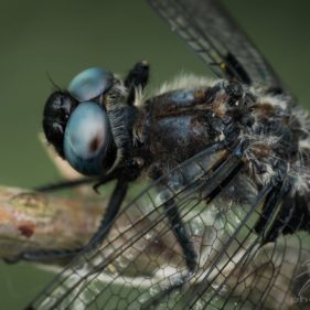Dragonfly Macro