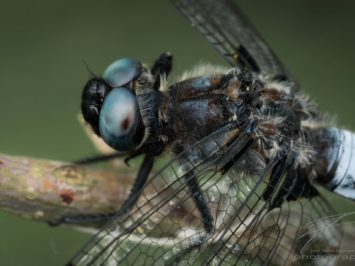 Dragonfly Macro