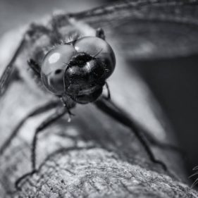 Macro of a dragonfly - black&white