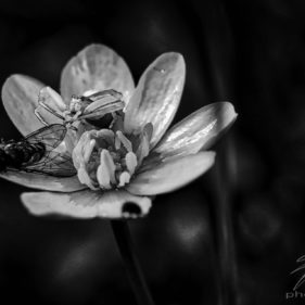 Macro of spider eating a fly