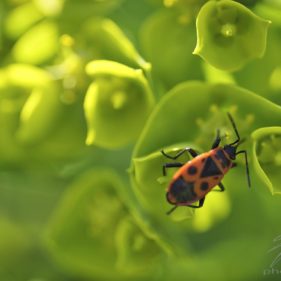Macro of a Japanese red Beetle on green leafes