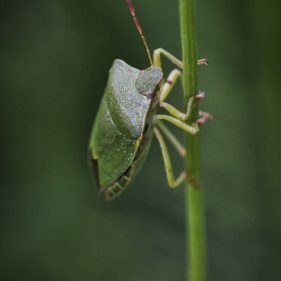 Macro of a green shield bug on grass