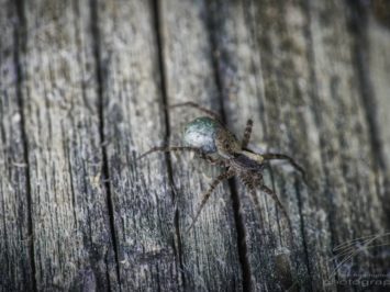 Macro of a spider on wood