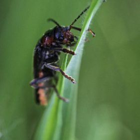 Macro of a bug on a leaf