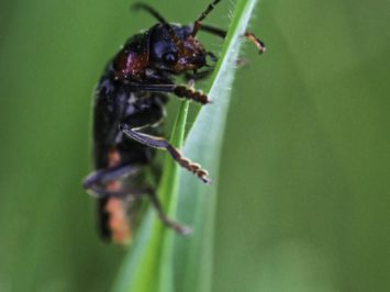 Macro of a bug on a leaf