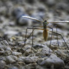 Macro of a mosquito