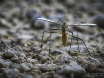 Macro of a mosquito