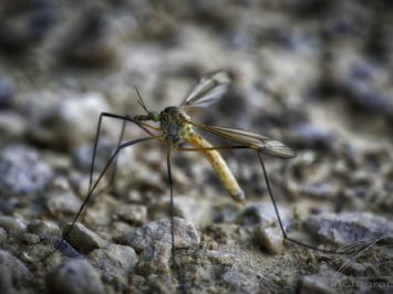 Macro profile of a mosquito on the ground