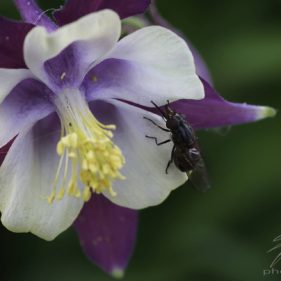 Macro of a fly sitting on an akelei