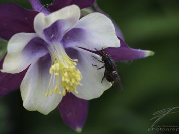 Macro of a fly sitting on an akelei