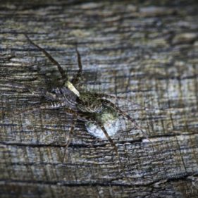Macro of a spider on wood