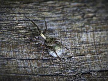Macro of a spider on wood