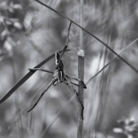 Macro of a nursery web spider hanging in the grass
