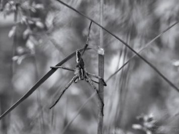 Macro of a nursery web spider hanging in the grass