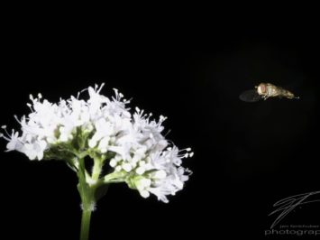 Macro of a fly in the air