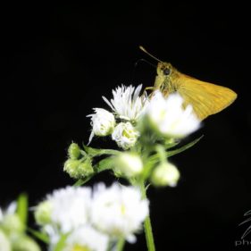 Macro of an orange Skipper Butterfly sitting on white flowers