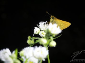 Macro of an orange Skipper Butterfly sitting on white flowers