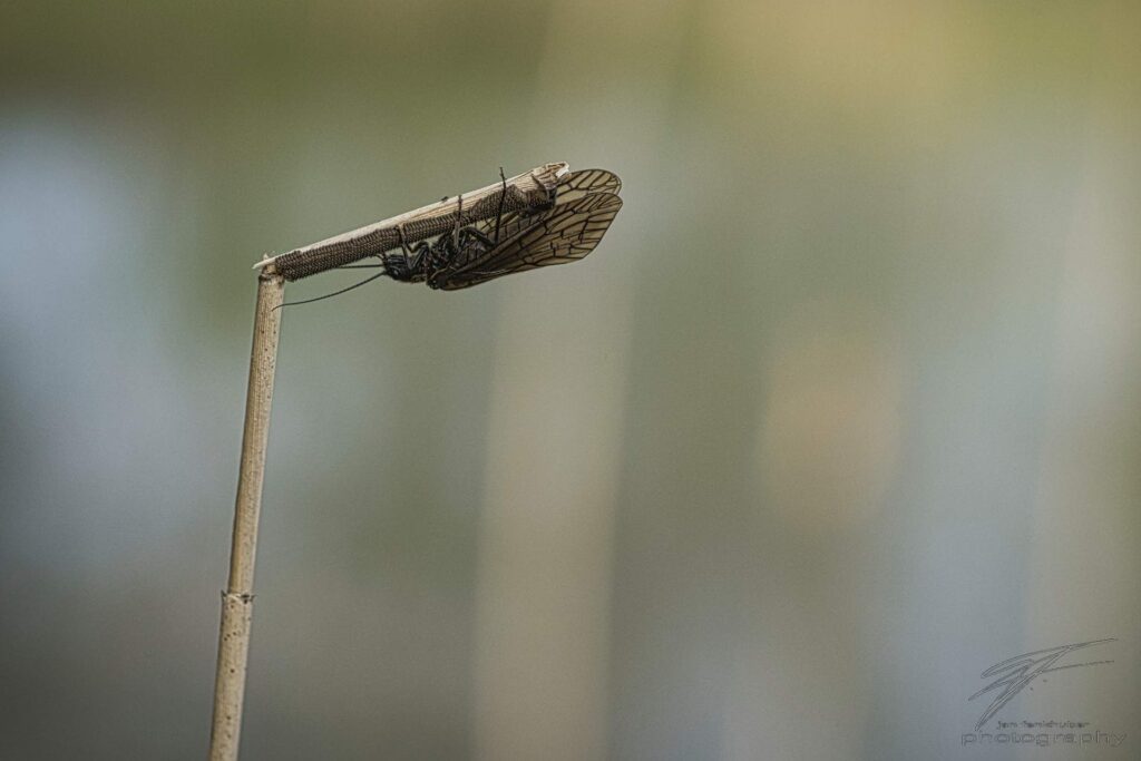 Alder Fly on Reed with Eggs