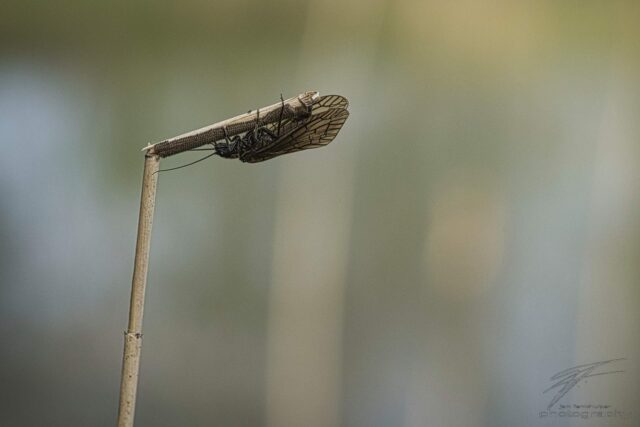 Alder Fly on Reed with Eggs