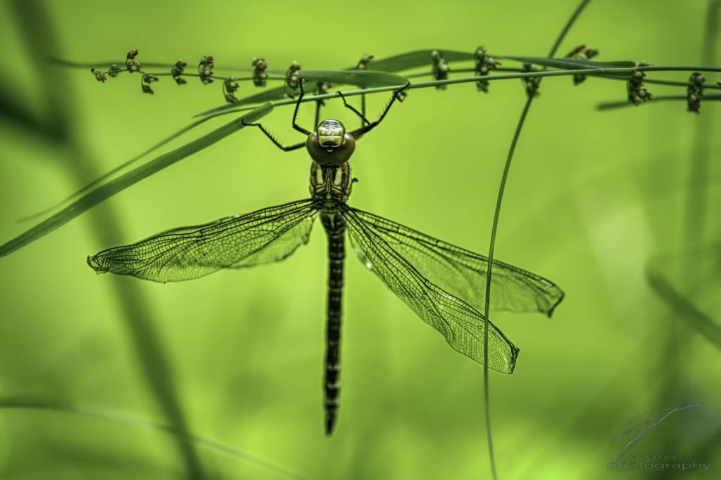 dragonfly - 20190707-ILCE-7RM3-155217_156935.jpg