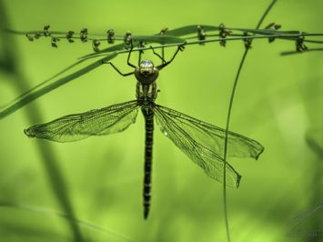 dragonfly - 20190707-ILCE-7RM3-155217_156935.jpg