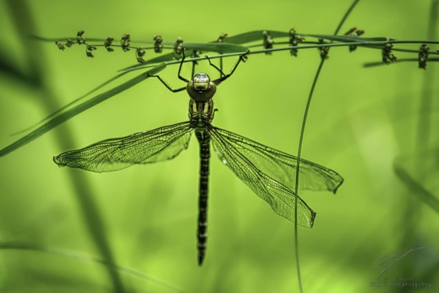 Hangin' on - A yong dragonfly hanging on grass
