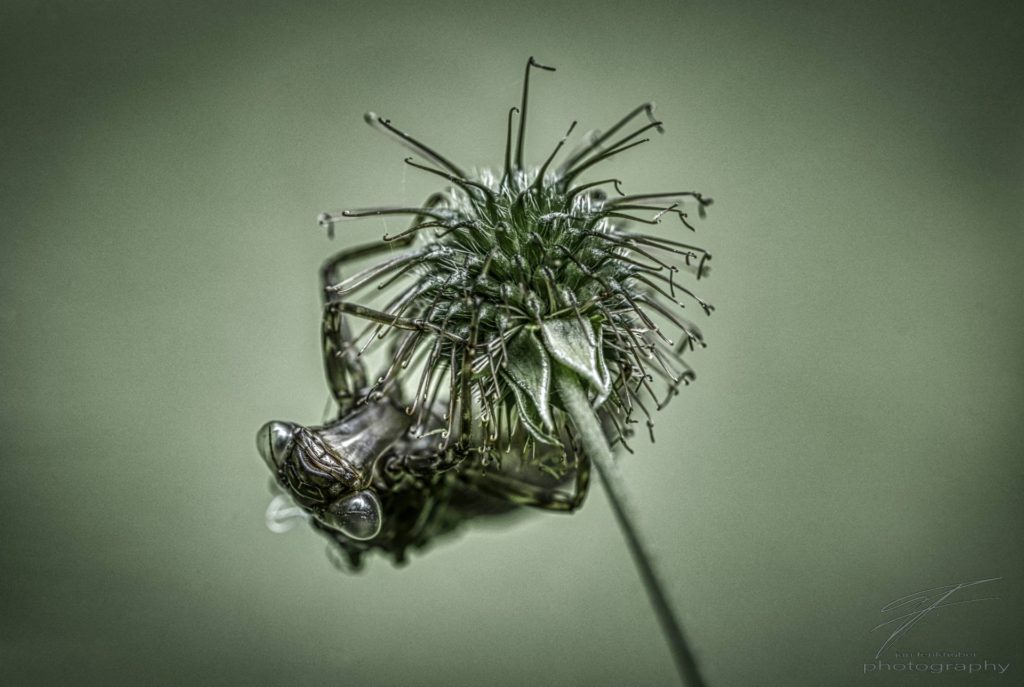 Little Alien Planet