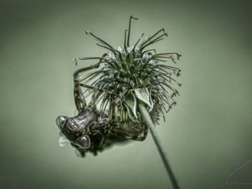 Little Alien Planet