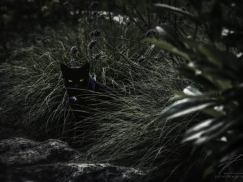 Tiny black Panther