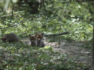 Fox puppies