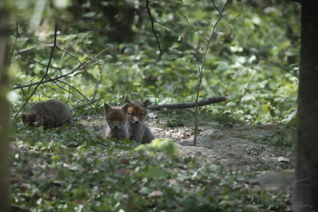 Fox puppies