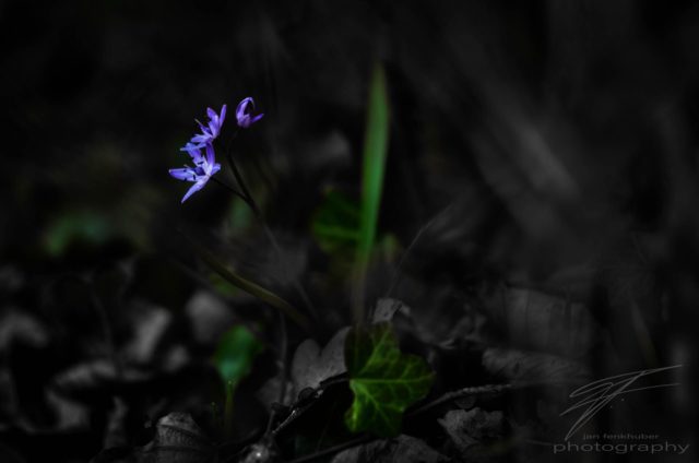Out of the Dark raises a little flower in spring