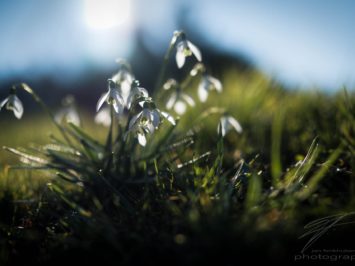 Snowdrops in the Spring Sun