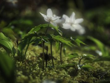 In the Spring Sun - Anemone Nemorosa