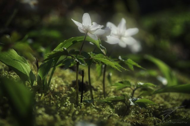 In the Spring Sun - Anemone Nemorosa
