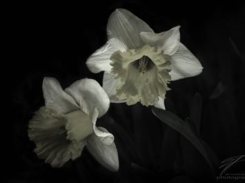 Narcissus in the Dark