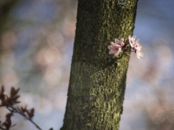 Japanese Cherry Blossom