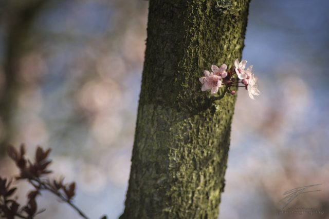 Japanese Cherry Blossom