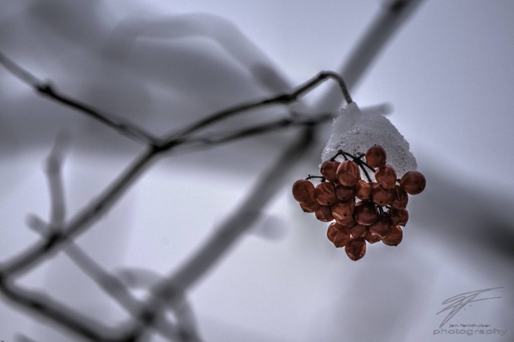 Frozen Berries