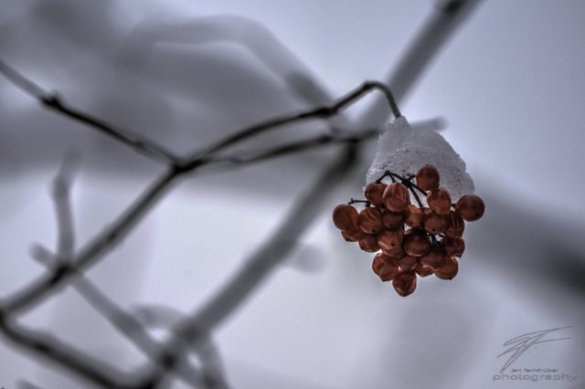 Frozen Berries