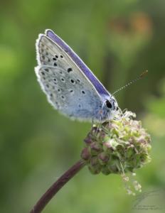 Little Blue