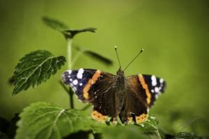 Red Admiral