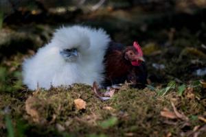 Snowball & Friend