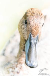 Portrait of a Mallard