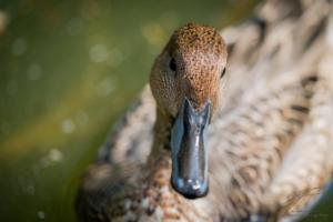 Lady Mallard