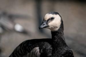 Barnacle Goose
