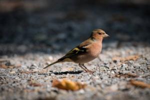 Chaffinch