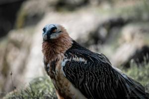 Bearded Vulture